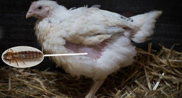 Jak odhalit a zničit požírače peří u kuřat?